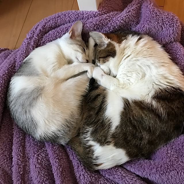 mi-mi-373さんの実例写真