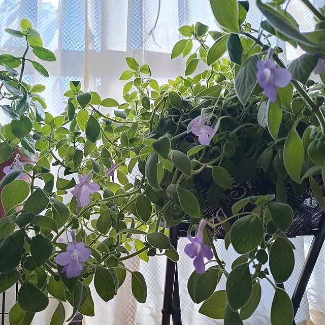 NOAHさんの実例写真