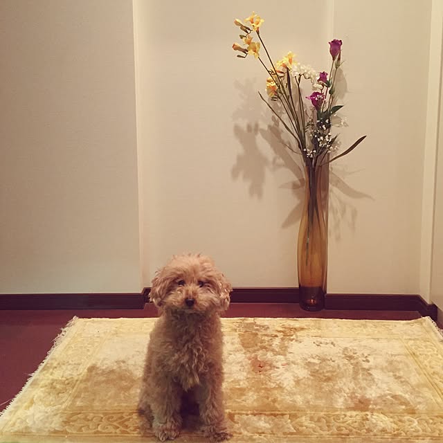 oriさんの実例写真