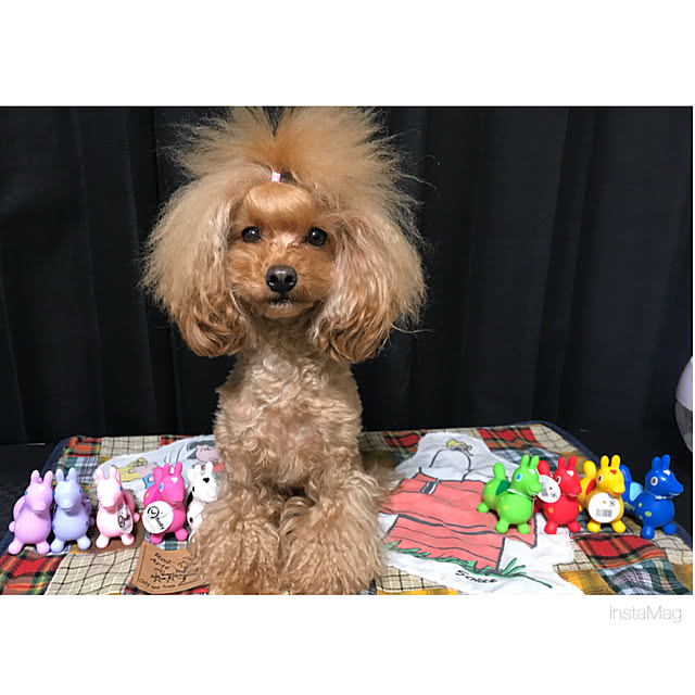 pinさんの実例写真