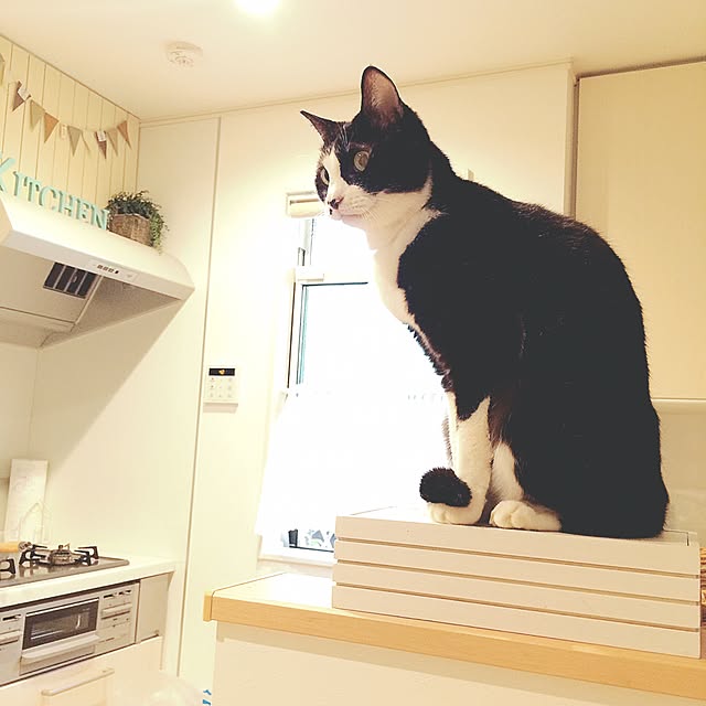 lovecatさんの実例写真