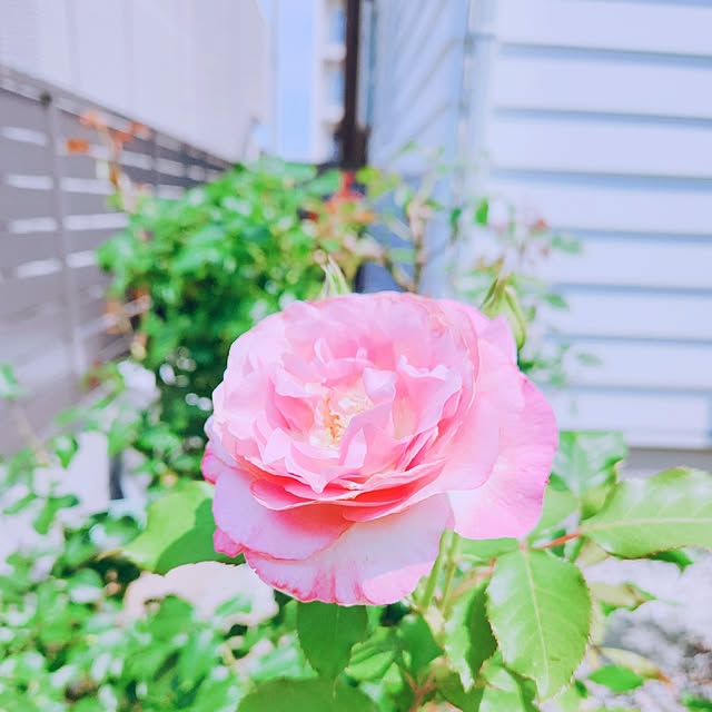 surviveさんの部屋
