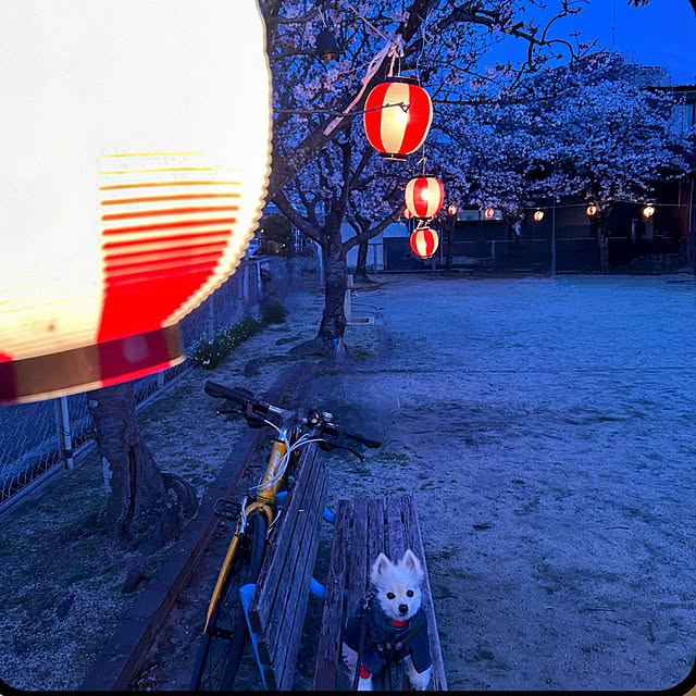 akaidarumaさんの部屋