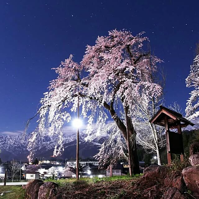 実例写真