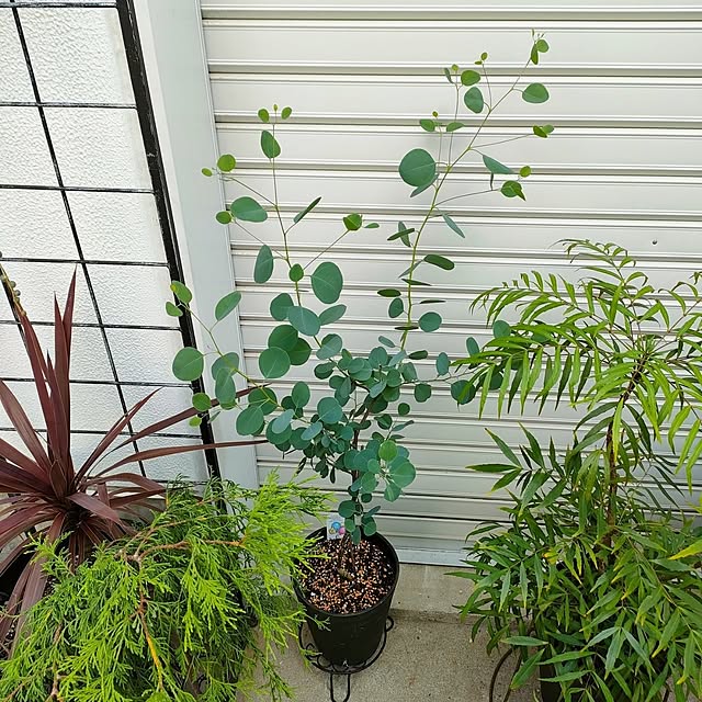 VERANDARJUNさんの実例写真