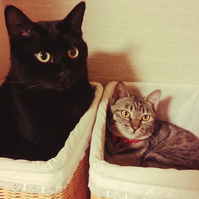maoshinさんの実例写真
