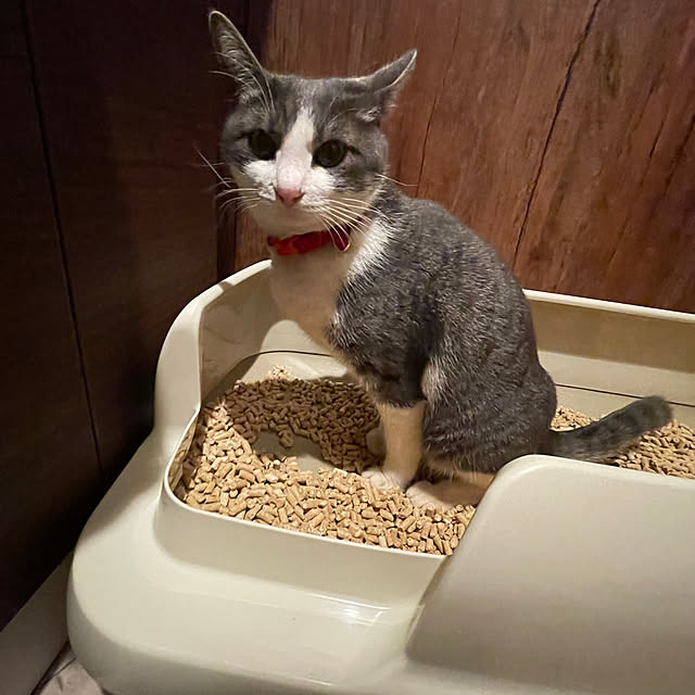 nekosamaさんの実例写真