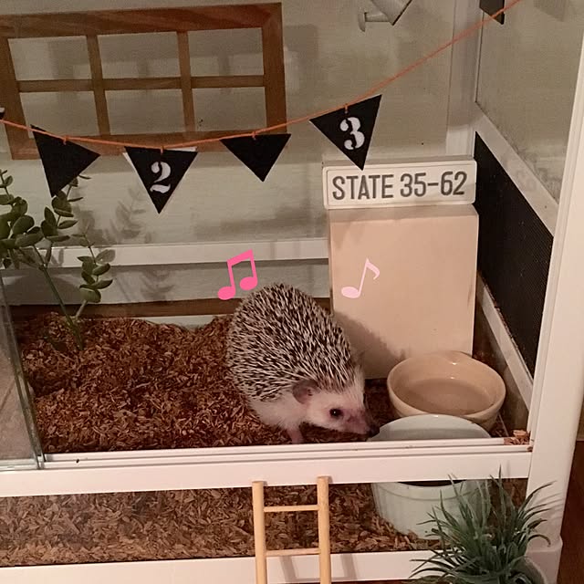 saokoさんの実例写真