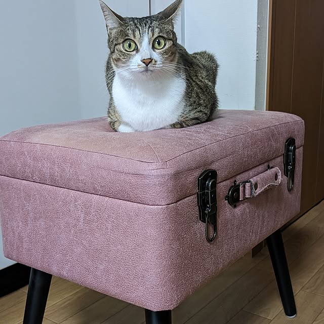 diopucciさんの実例写真