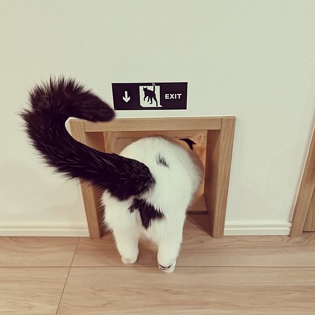 nekocatさんの実例写真