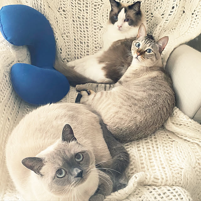 gingerwynksさんの実例写真