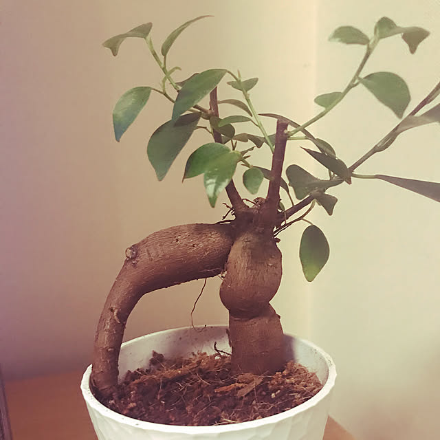 Momooさんの実例写真
