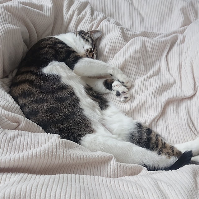 nrさんの実例写真