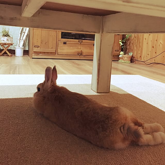 hanamari31さんの実例写真