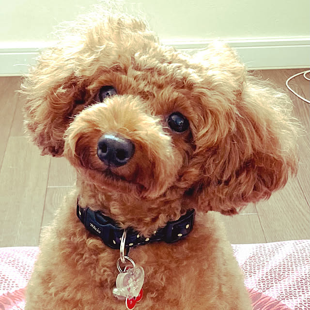 MOMOMAMAさんの実例写真