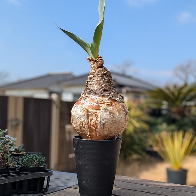 ot-gardenさんの部屋