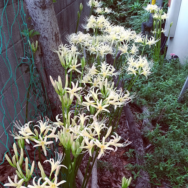 darkeyesさんの実例写真