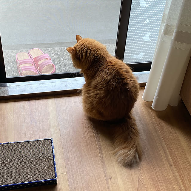 Shinamonさんの実例写真