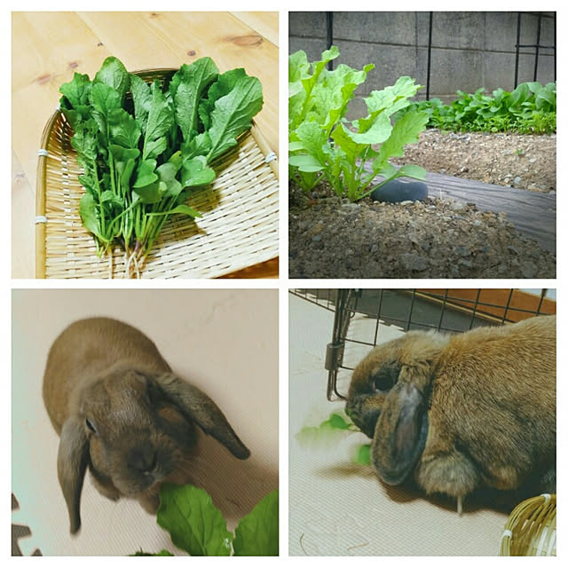 littlemomさんの実例写真
