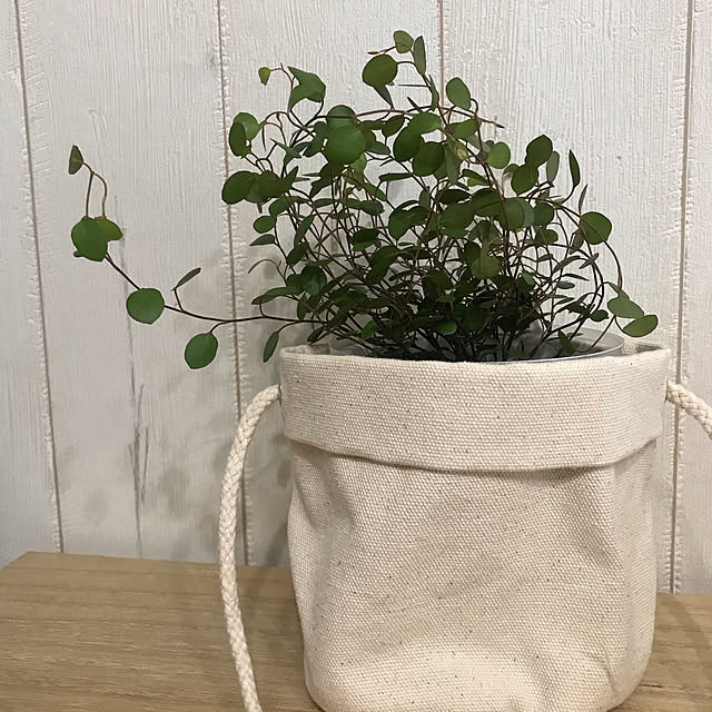 一人暮らし/観葉植物/ベッド周りのインテリア実例 - 2020-07-29 17:30:03