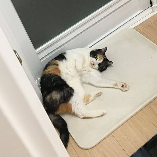 chikachikaさんの実例写真