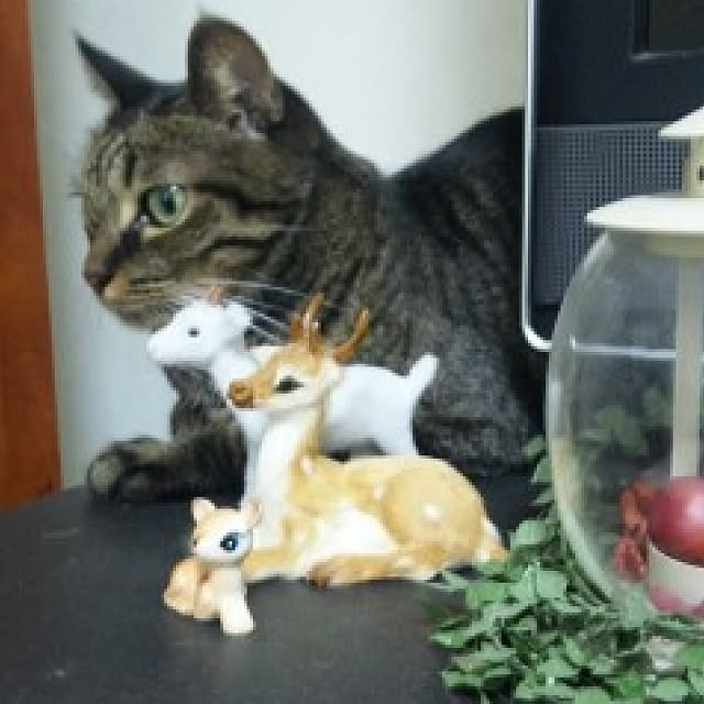 saclaimaさんの実例写真
