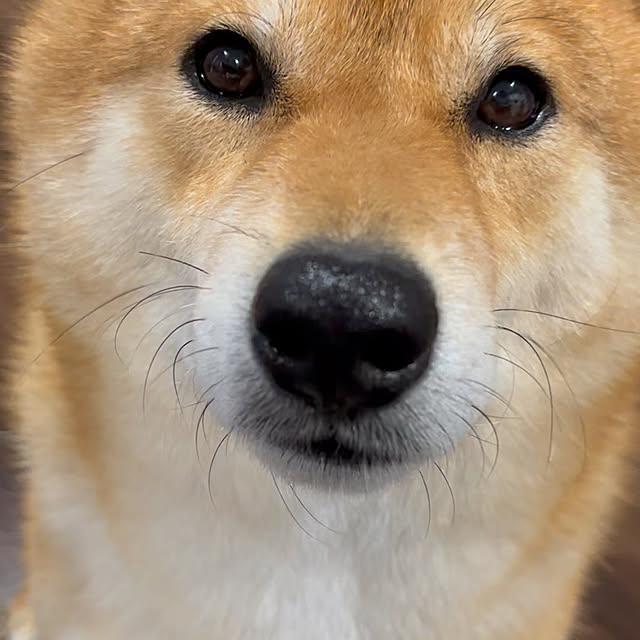 Shokoさんの部屋