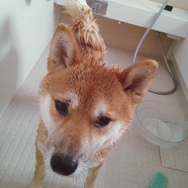kotaさんの実例写真