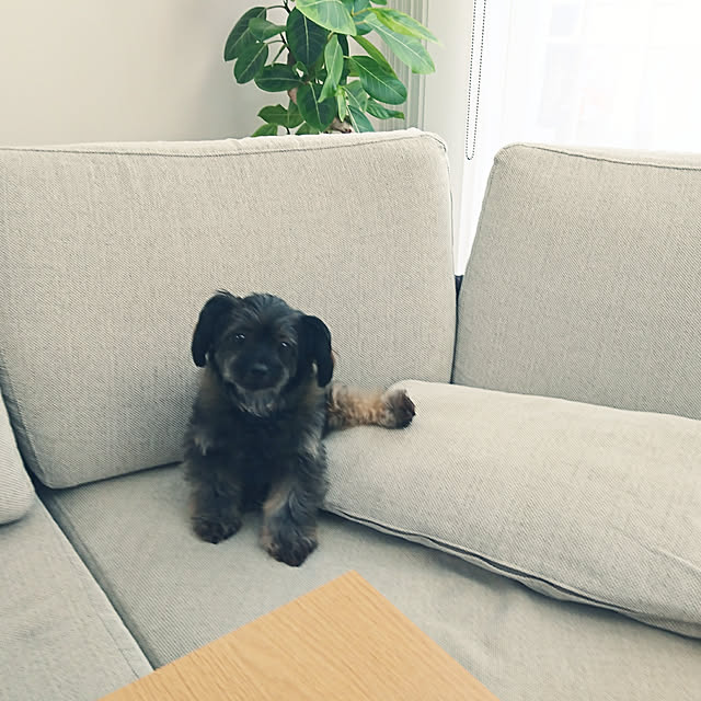 masyuさんの実例写真