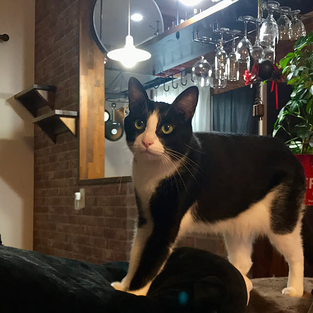 butachanさんの実例写真