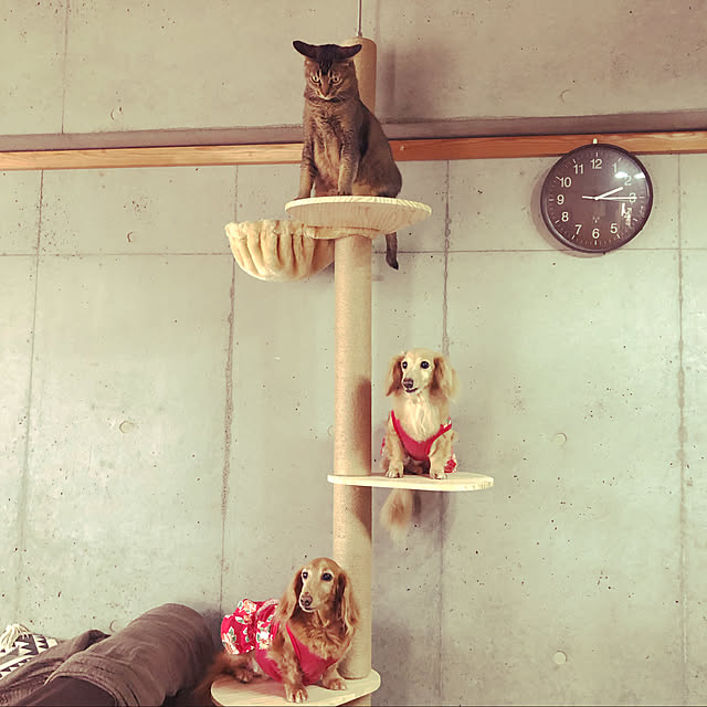 mariさんの実例写真