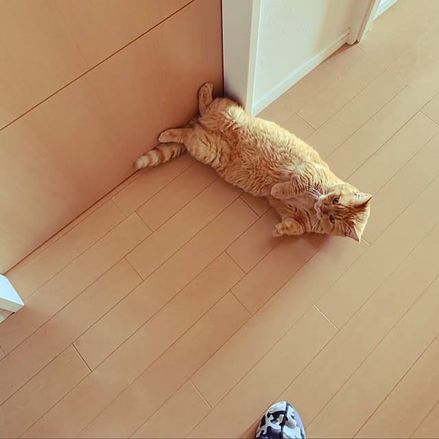 8888AKAZUKINさんの実例写真