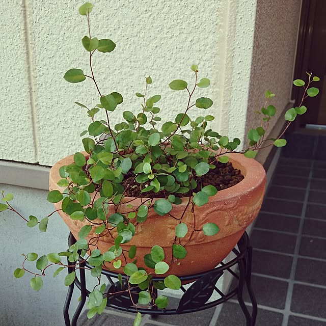 ckさんの実例写真