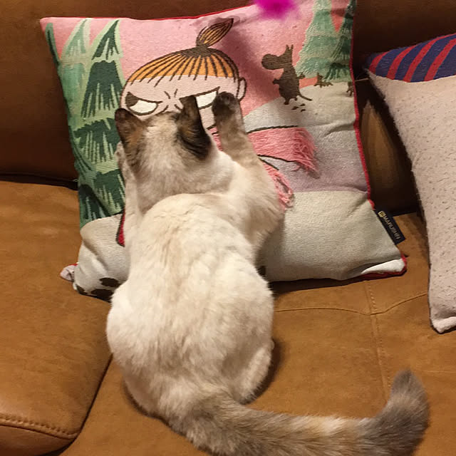 Moricさんの実例写真