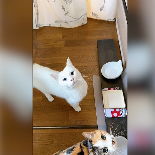 nyanko-beamさんの実例写真