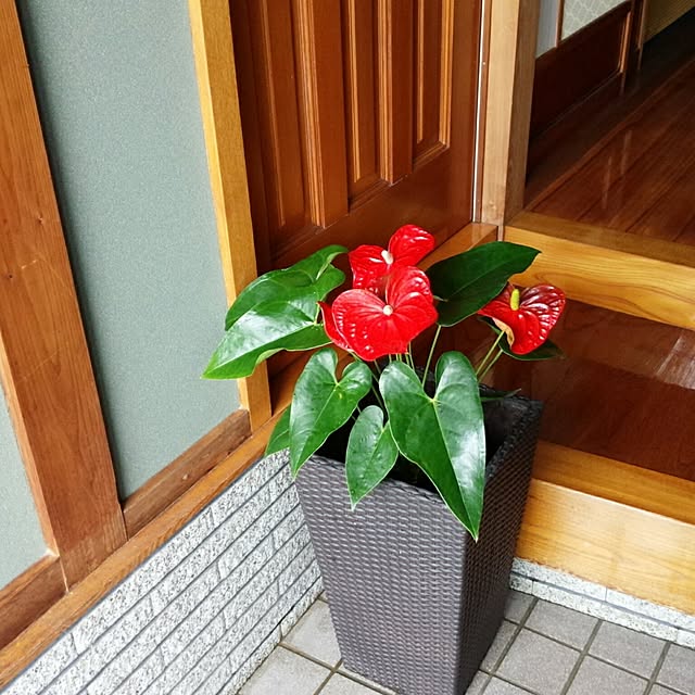 moco-hanamaruさんの実例写真