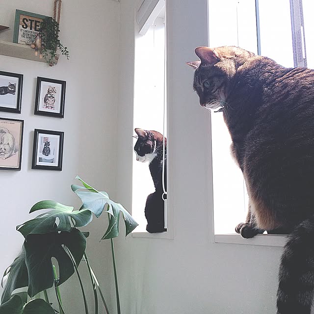 lovecatさんの実例写真