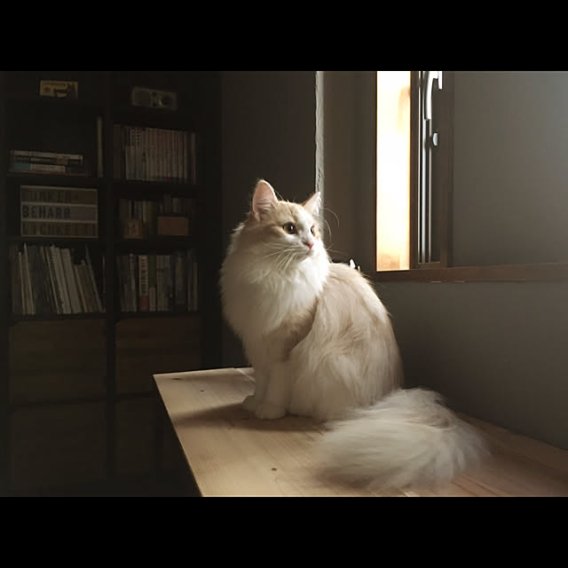 ねこと暮らす/自己満足(￣^￣)ゞ/いいね！フォロー本当に感謝です（^人^）/ネコカフェ/カフェ風...などのインテリア実例 - 2021-08-16 18:56:35