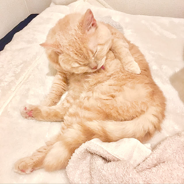 naokoさんの実例写真