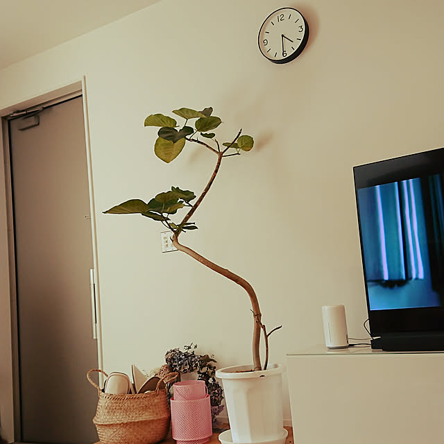 玄関/入り口/観葉植物のインテリア実例 - 2020-04-25 16:54:51