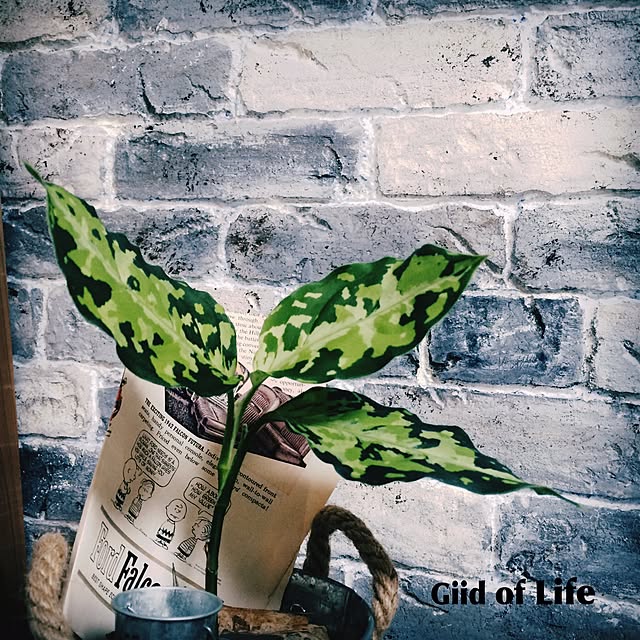 YUMO.Giid-of-Lifeさんの実例写真