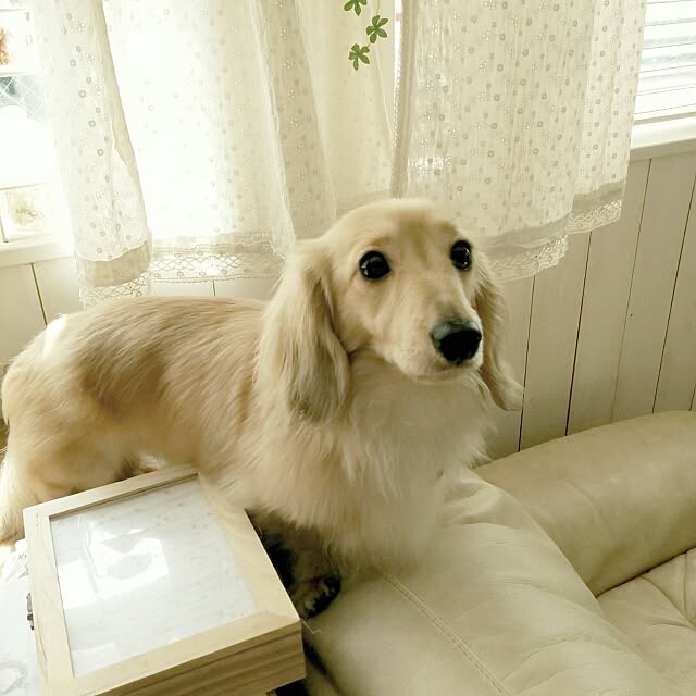 chocolateさんの実例写真
