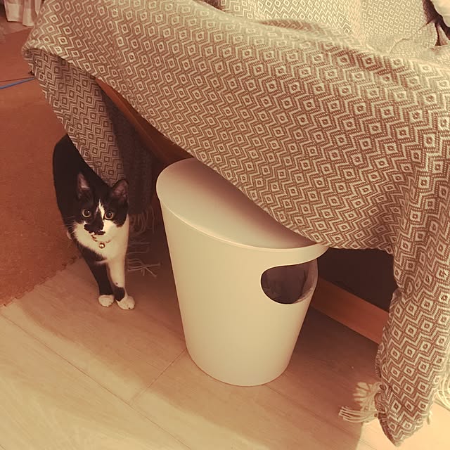 miruさんの実例写真
