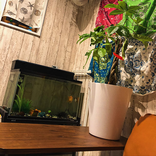 机/水槽/ブラックゴースト/金魚/パキラ...などのインテリア実例 - 2019-02-01 23:26:48