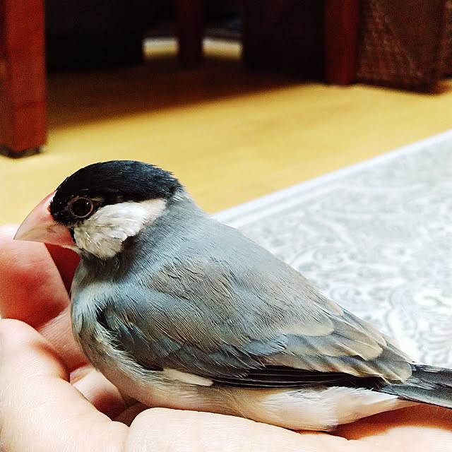 fujifujiさんの実例写真