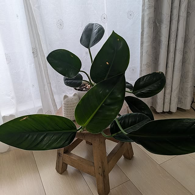 実例写真