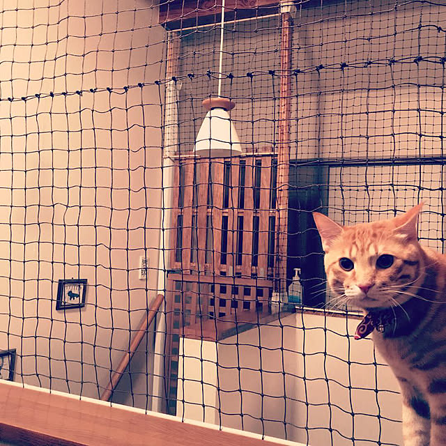 DIY/ねこと暮らす。/部屋全体のインテリア実例 - 2019-03-05 12:33:50