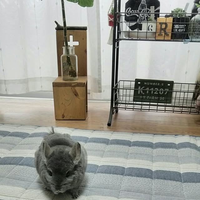 sakusakuさんの実例写真