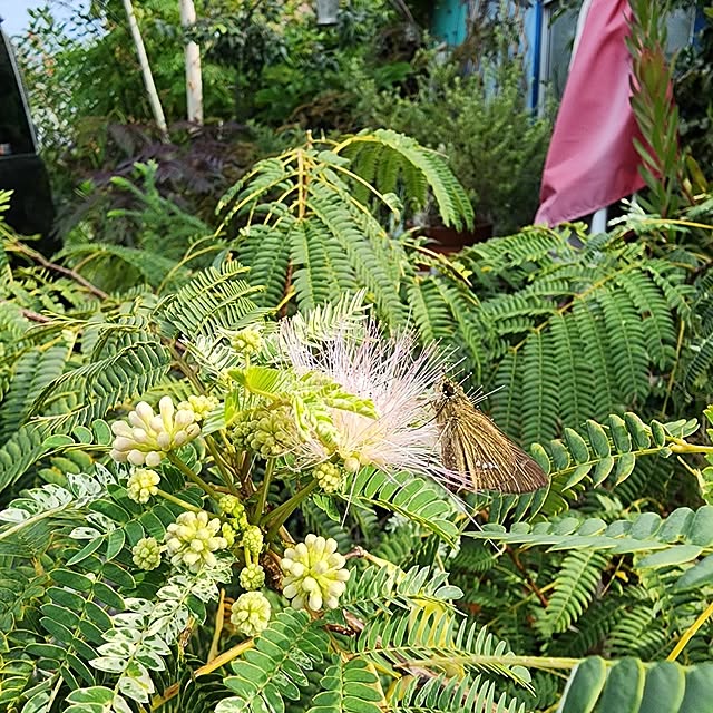 GreenHomeさんの部屋