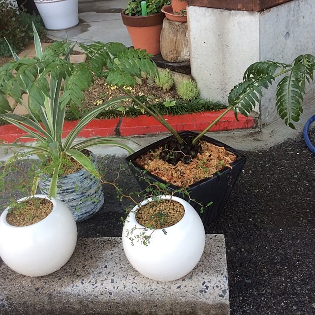 osharetomさんの実例写真